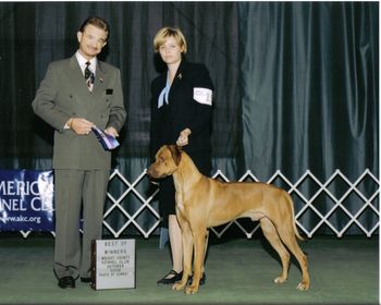 Akc/Int'l CH.Kkr Fenway 4 Yawkey Way aka Fenway(Gane x Mink). Owned by Charity. This is one of the beautiful liver nose males. Like his brother Zero, mellow and easy going. New AKC Champion!!!!! Finished in style with a major.....Huge congrats to Charity for all her hard work!