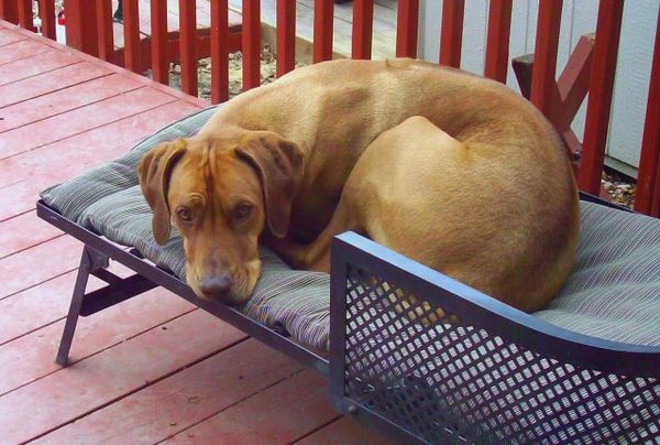 In memory of the sweetest brown nose ever, Zero. He joined his dad Gane and best buddy Sparta. Godspeed handsome.