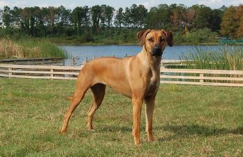 Int'l Ch.Kkr Stealin' Your Attention(Gane x Mink). She lives in Florida with Kim. Josie has 7 AKC pts.!
