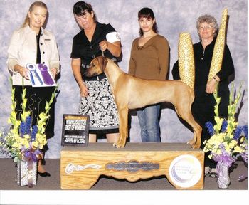 Sparta wins a 5 point major at our RRCUS supported show in Greeley!! There was an entry of 61 ridgebacks. Sparta won Winners Bitch & Best of Winners!!! This is truely an amazing win for any dog. She just turned 11 months old. Thank you to Sue Jahn for showing her on this great day! Thank you Mrs. Nykiel for honoring such a correct puppy and thank you mom for holding those trophies!