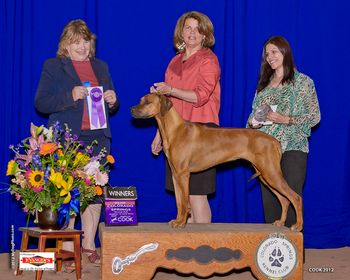 Cinder wins her third major, at 4 pt. under judge Carol Makowski at the supported show in Colorado Springs. Entry of 42. Shown nicely by Mary Lynne Elliott! She now has 14 points, so close!