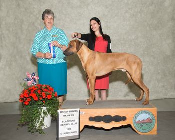 Kion - Regiment's Reigning Czechmate winning a 5 pt major under judge Lesley Hitlz! He's 12 months old.