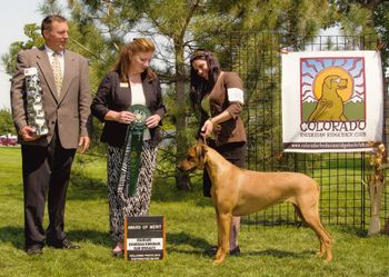 Selous winning an Award of Merit under breeder judge Celia Hoffman! Entry of 23 Specials...awesome day!