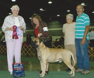 Ch Showdowns Wanna Do Bad Things (Jace) Finished in Bred By
Shown by his Breeder co owner Sandra Statter Of Showdown Bullmastiffs