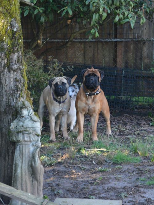 Rose, Fawn, at 1 year old with her sister Gilly. Red, at 3 years old