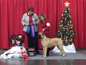 Ch Banstock N Highpoint's Mystik'l Top Flight (Amelia) Finished her Championship at our ABA Regional Specialty Dec. 2014
Shown by Sandra Statter of Showdown Bullmastiffs.