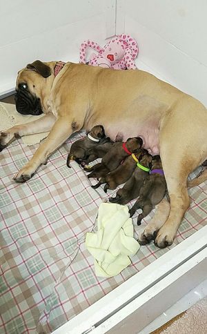 Mom Amelia and her six newborns. Five girls one boy, green