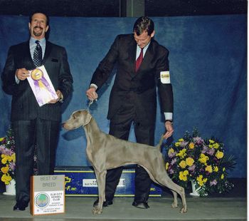 Ch. HiBourne's Her A Caine OFA Excellent (Ch. Seabreeze Colsidex Sands In Time, JH x Ch. HiBourne's Winner's Circle) Sari won her first points from the 6-9 class. She finished her championship going BOB over specials for a major win. Out sparingly as a Special, Sari has multiple breed wins. Owners: Rick & Marcia Zipser & Bonnie Lane
