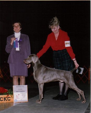 Ch. Telmar HiBourne Dream Lover "Arby" (HiBourne's Trademark x Ch. Smokey City Diamonds R Forever) Owner: Joyce Wirt