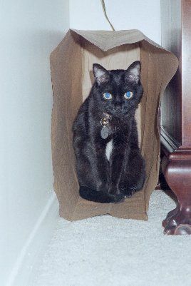 Baci ~ My Dad and Mary's kitty. I had a sweet cat named Baci in the 70's. Always thought it was a cool name.