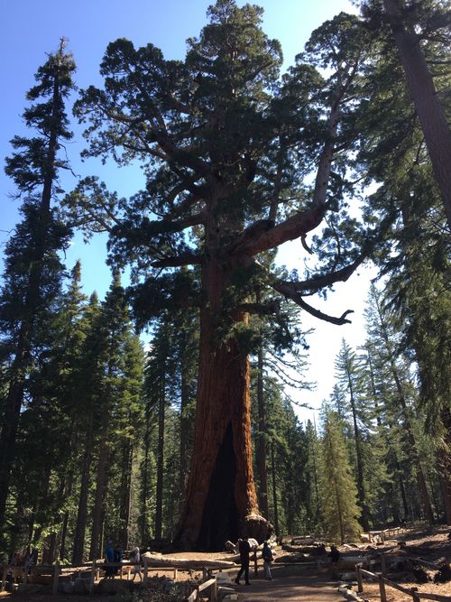 Giant Sequoia in the Sierra Nevadas