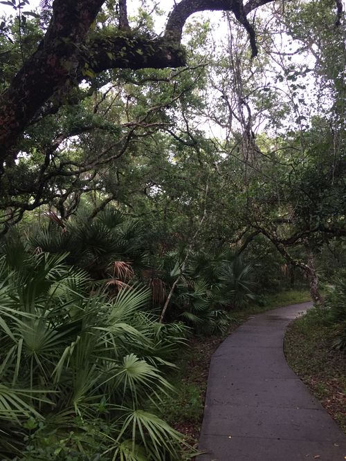 The jungle at Anastasia State Park in Florida