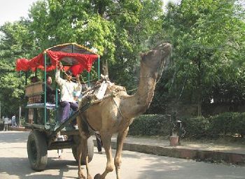 Just one of many road hazards we faced driving in the Delhi India area...we'll never complain about L.A. traffic again!
