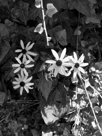 More black eyed susans, these on the other side of the drive way. They have spread all over the place. That's okay. I love them!