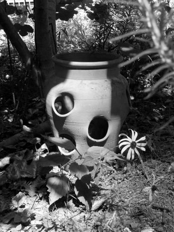 Strawberry jar and black eyed susan. I never had any luck with strawberries, the slugs always got them.