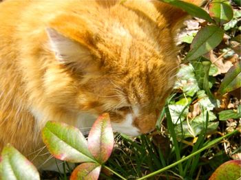 This is the original Little Lord Kitten. Little Lord Kitten is the latest audio book for Lily Cat Music for Kids, not published yet, but SOON!