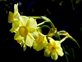 My mother called these flowers narcissus. These are in another neighbor's yard. I have some that are similar, but are white petaled with orange centers.