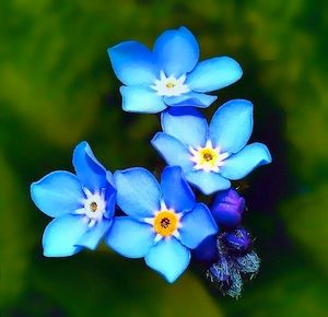 Forget me not flower smaller