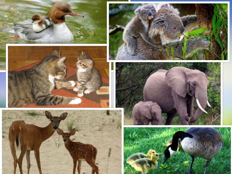 Mother's Day, wildlife, ducks, koalas, cats, deer, elephants, geese
