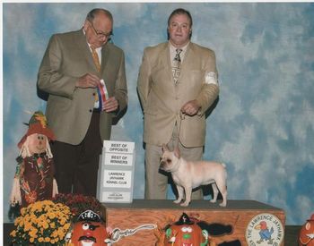 CH. HILLBUCKLE'S ICY BEAR, GETTING, ANOTHER BEST OF OPPOSITE, AND BEST OF WINNERS, WINS, IN LAWRENCE KS. 2007