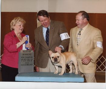 CH. HILLBUCKLE'S DEUX CHEVAUX, BECOMING CHAMPION, AT GARDNER, KS. DOOCEE, FINISHED HIS CHAMPIONSHIP, WITH ALL MAJOR WINS. HIS OWNERS, JIM, AND JAN, GREBE, ARE VERY PROUD, OF HIM, AS AM I!