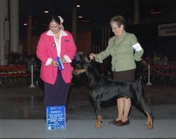 New Champion, Best Of Winners for a 4 point Major at Galveston Kennel Club under judge Cathy De La Garza. July 25,10