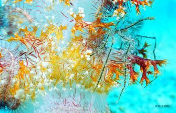 Filmed off Apo Island, Philippines. You can see the arrow crab clearly enough. The coral mimic nudibranchs, not so much. PCD Photo