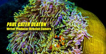 PCD captured "Clown Condo" during a dusk dive off Apo Island, just across the Bohol Sea from Dumaguete and Dauin on the Philippine island of Negros. As you know, he says "I could totally live here" about a lot of the places he visits. This time he means it.