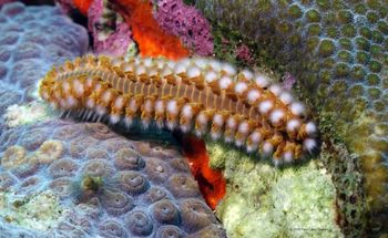 These look all fluffy and everything, but they'll put a sting on you! Filmed at the Flower Garden Banks National Marine Sanctuary, Texas. PCD Photo
