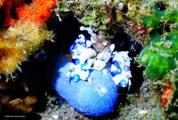 This exquisite little Harlequin Shrimp lives just a stone's toss from the shore near Dumaguete, in the Philippines. Can't say we blame it. PCD Photo