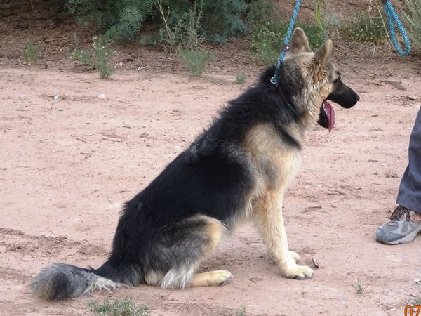Cole is approximately 1-1/2 years old. He was rescued from the Las Cruces Animal Shelter. He is a wonderful boy looking for his forever home. Cole walks well on a leash and has some basic obedience. If you are interested, please email us to schedule a date and time to come meet him.