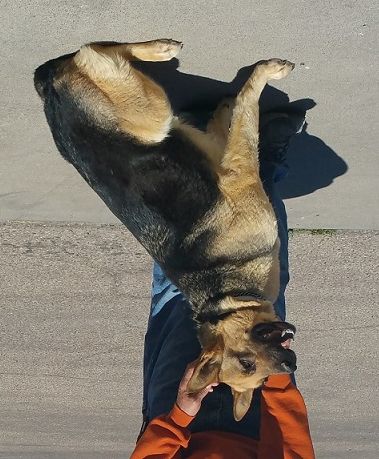 Lily went to her forever home with Seymour in June 2016
