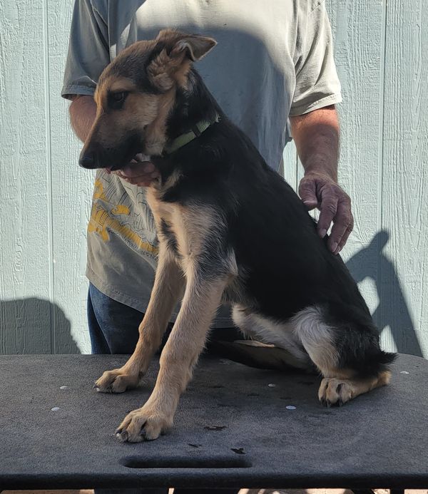 ***ADOPTION PENDING***
Lime Green Collar - Girl