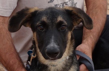 Apollo went to his forever home with the Lueck family in July 2018