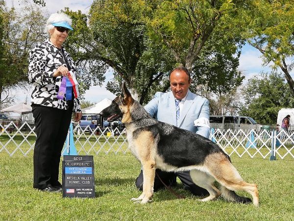 Paris finishing her Championship at the Mesilla Valley Kennel Club shows in Las Cruces, New Mexico