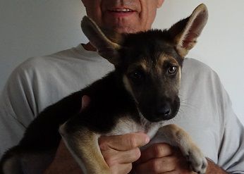 Jack has been transferred to a rescue in Albuquerque, Aug 2018