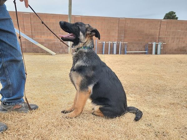 Everyone meet Miley at 6 months. Her ears are now standing.