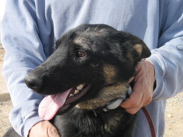 Judas (Adam) went to his new home in April 2016 with the Reyes family.