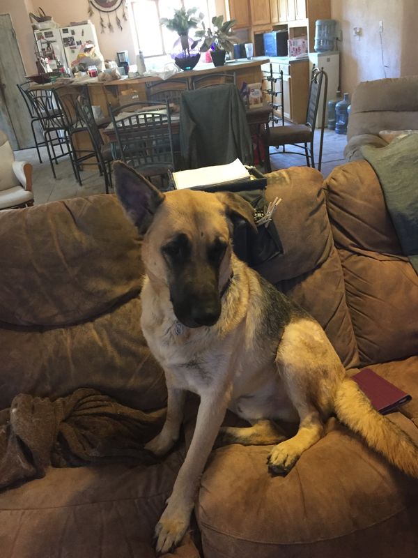 Radar went to his new forever home in March 2018