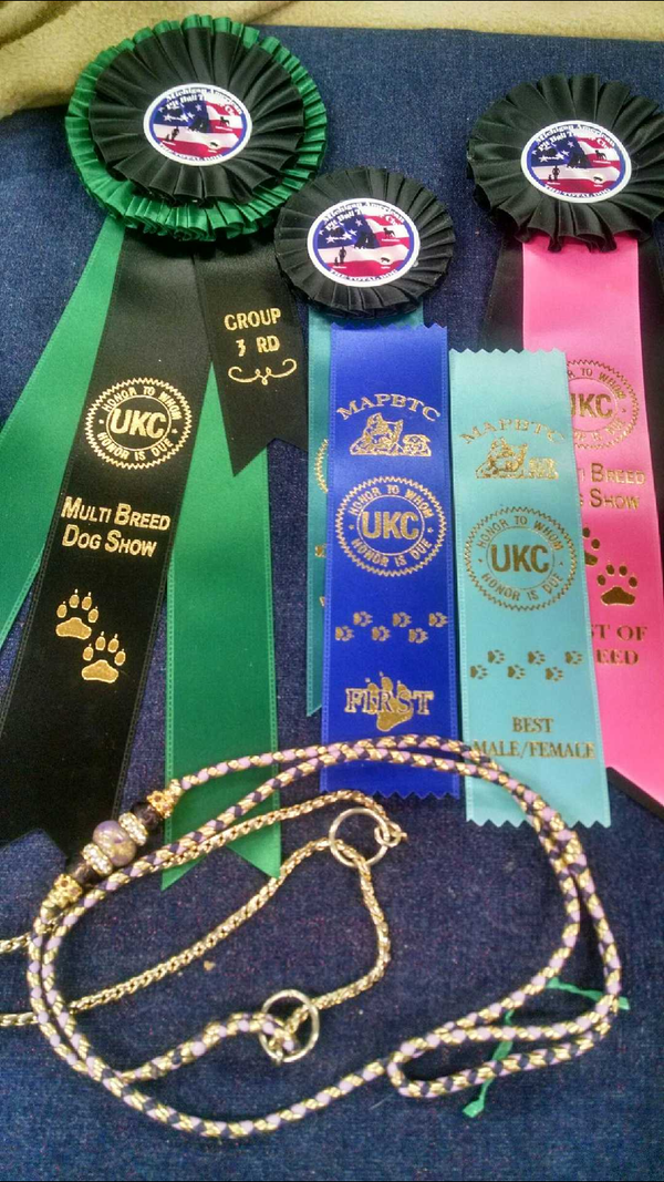 Falyn and Heather are having awesome weekend at the UKC show....She is now UKC CH Ashtrick N Kettle Coves Irish Royalty.