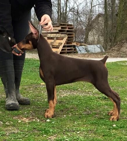 12 weeks