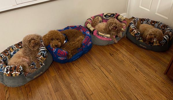 The Dickman fur babies all have their very own beds.