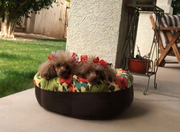 Secret & Sammie enjoying their Medium Low Rise bed on the Patio.