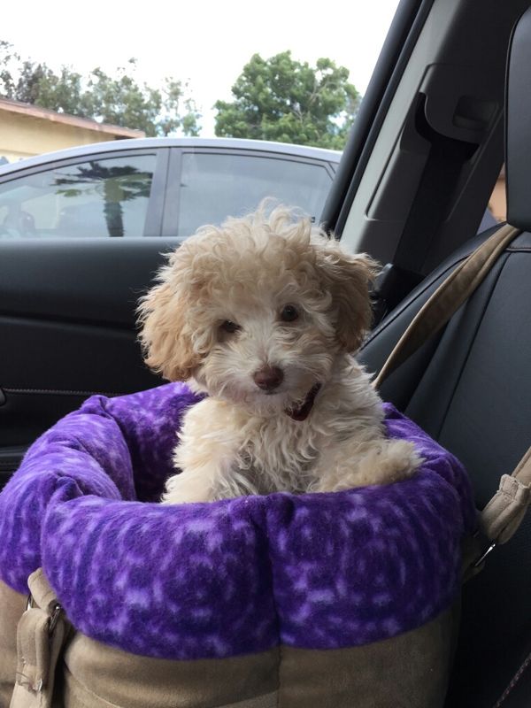 Petunia in her ZuZu Tote. This Tote can be used as a car seat too.