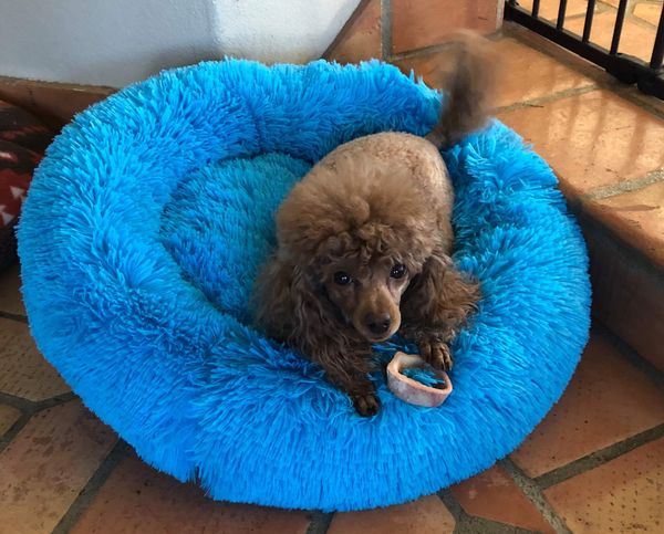 11 lb. toy poodle in 24" Turquoise Donut Bed