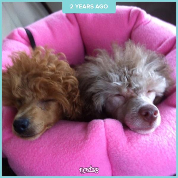 Blossom and Sage napping in their Tote.