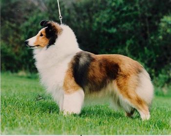 Kavinwood's Lit'l Showoff,CD,HI,VC 12/12/86 - 12/14/20000 "Brandy" was my heart dog. All the dogs trace down from her through her son, Ch. Lorain's Reasonable Doubt, CD,PT,VC "Bruce" and her daughter Lorain's Ms. Demeanor, "Becky" Photo by Chris Menely Lynch.