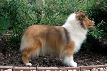GR.Ch Lorain's The Drama Queen "Sarah" photographed by Normal Engle, Warmwinds Shelties on August 2, 2008 at age 3.