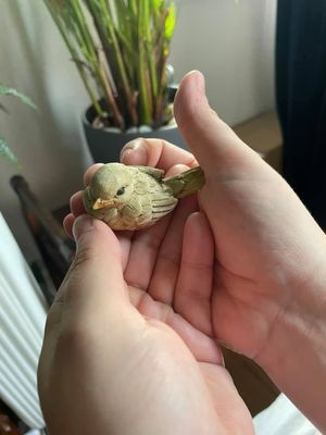 Hands holding a small beige colored carved wooden bird.