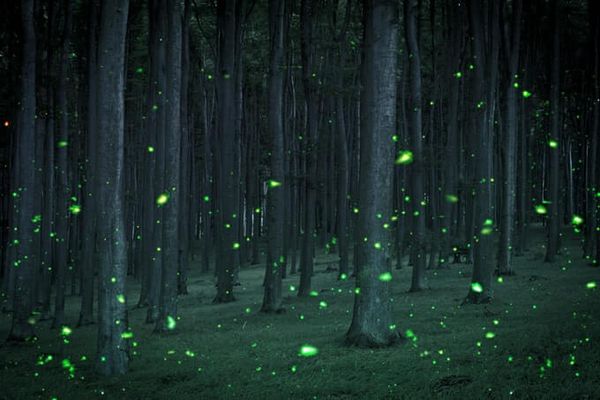 Humorous Motivational Speaker Greg Tamblyn, image of fireflies in a dark forest.